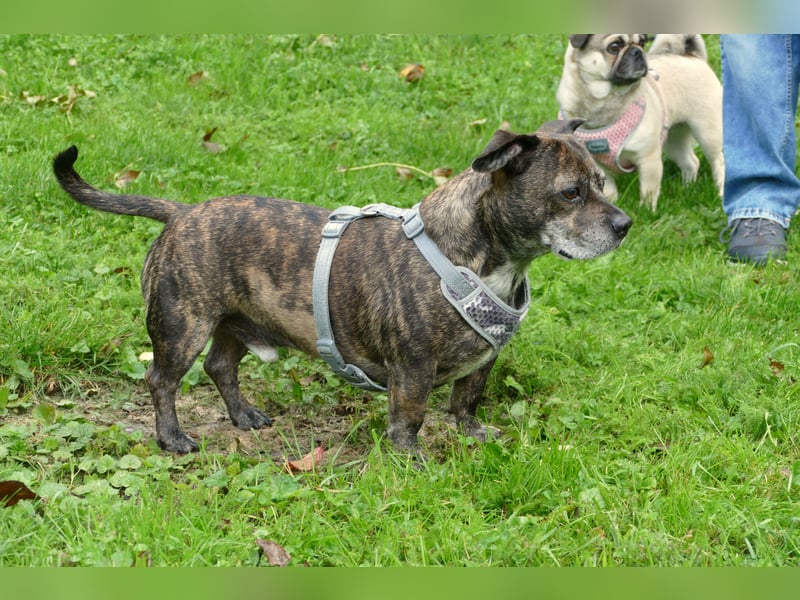 süßer Henry in 88339 Bad Waldsee wünsscht sich sein Zuhause
