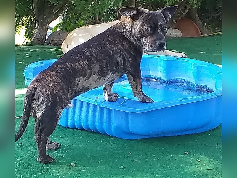 süßer Henry in 88339 Bad Waldsee wünsscht sich sein Zuhause