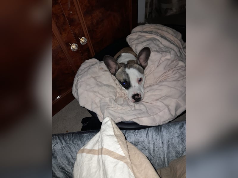 Liebevolles zuhause gesucht