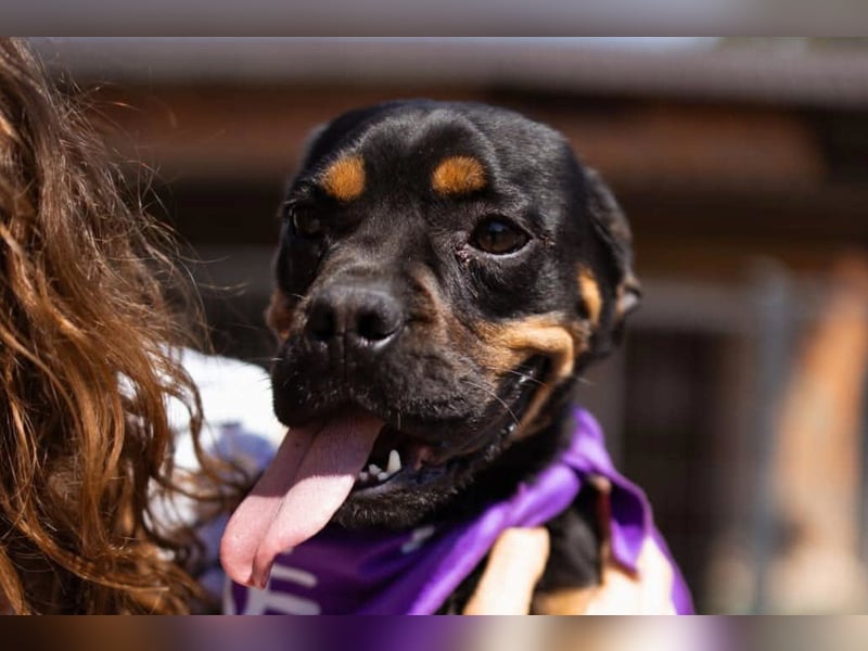 ♥Tokyo♥ kleiner, quirliger, verkuschelter French-Bulldoggen-Mix