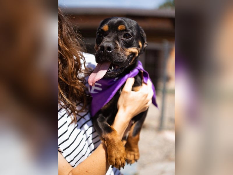 ♥Tokyo♥ kleiner, quirliger, verkuschelter French-Bulldoggen-Mix