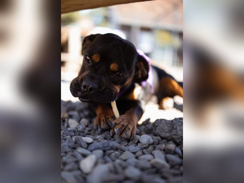 ♥Tokyo♥ kleiner, quirliger, verkuschelter French-Bulldoggen-Mix