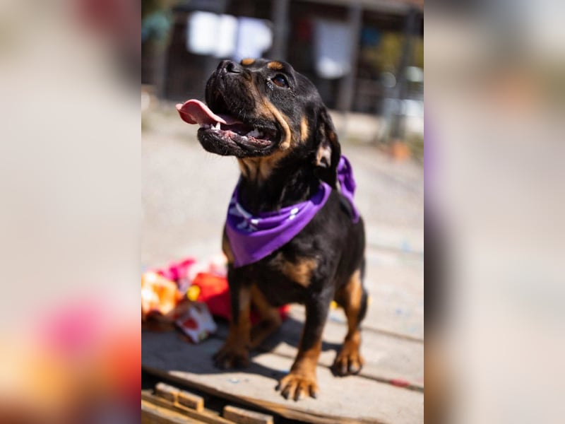 ♥Tokyo♥ kleiner, quirliger, verkuschelter French-Bulldoggen-Mix