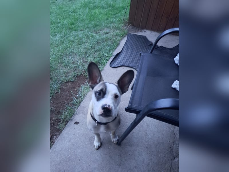 Liebevolles zuhause gesucht