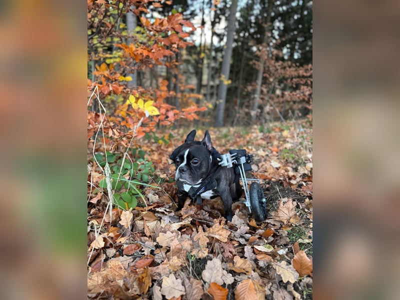 Rico sucht Körbchen zum Ankommen