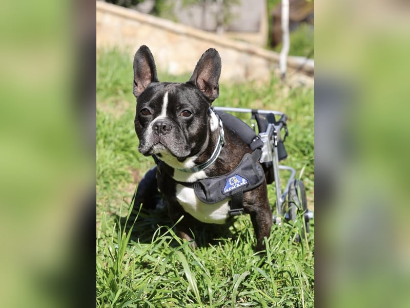 Rico sucht Körbchen zum Ankommen