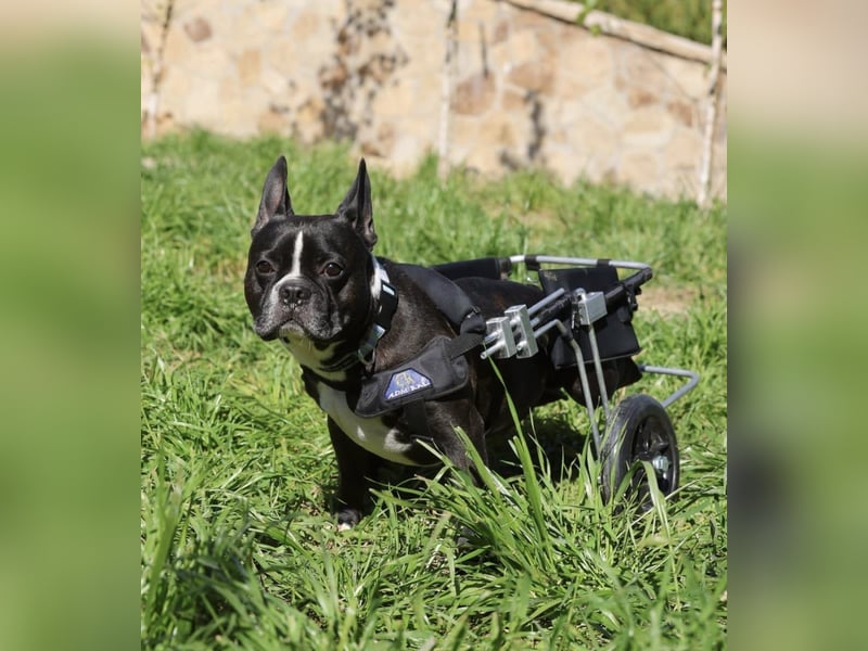 Rico sucht Körbchen zum Ankommen