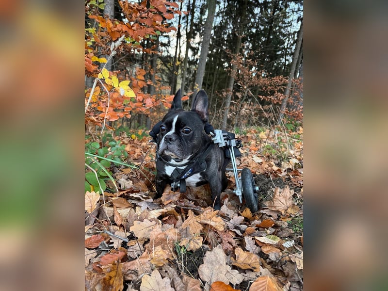 Rico sucht Körbchen zum Ankommen