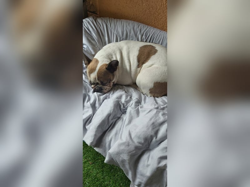 Kleine Hündin sucht neue zu Hause