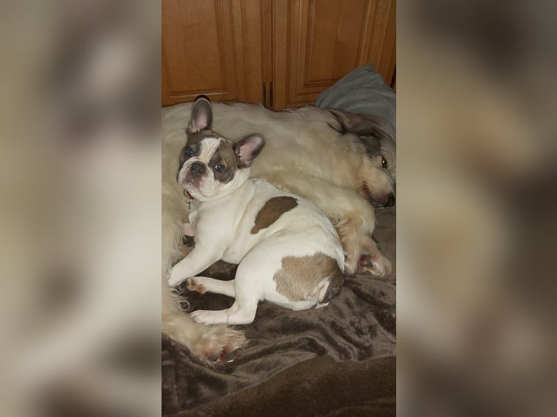 Kleine Hündin sucht neue zu Hause