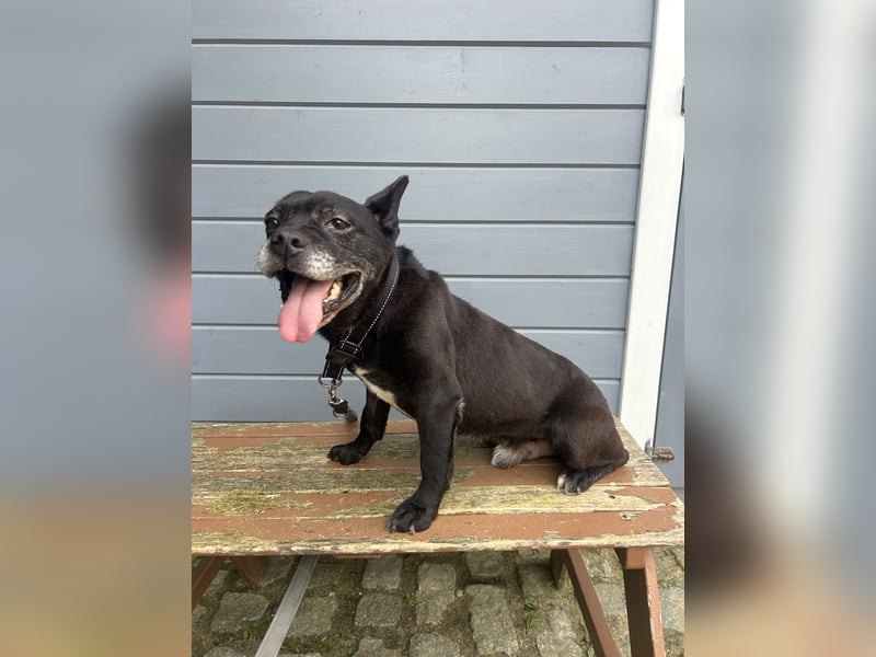 Lebensfroher Simon wartet in Portugal auf unserem Tierschutzhof