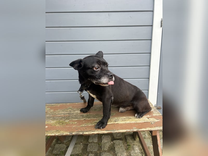 Lebensfroher Simon wartet in Portugal auf unserem Tierschutzhof