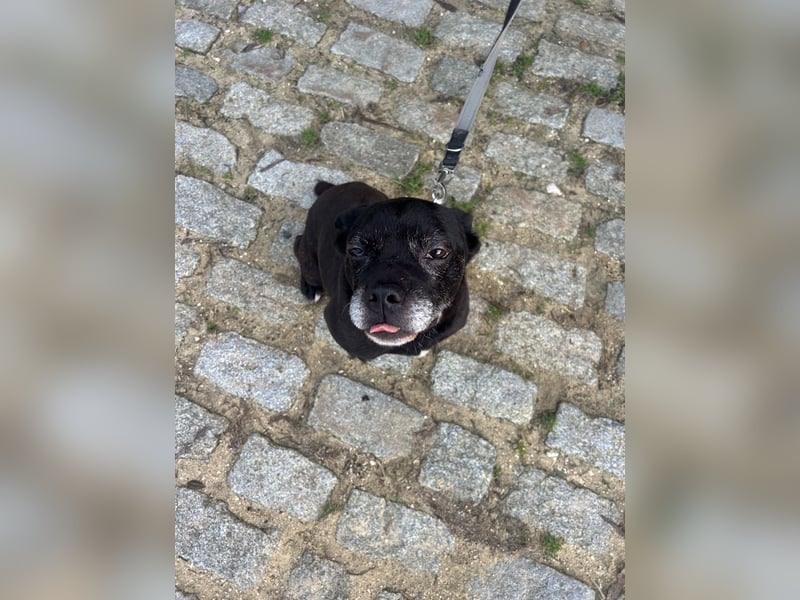 Lebensfroher Simon wartet in Portugal auf unserem Tierschutzhof