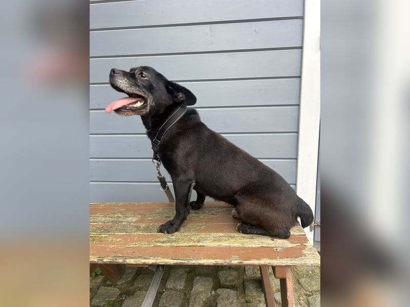 Lebensfroher Simon wartet in Portugal auf unserem Tierschutzhof