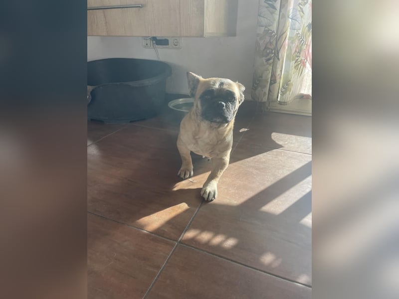 Elza. sensible Hundedame