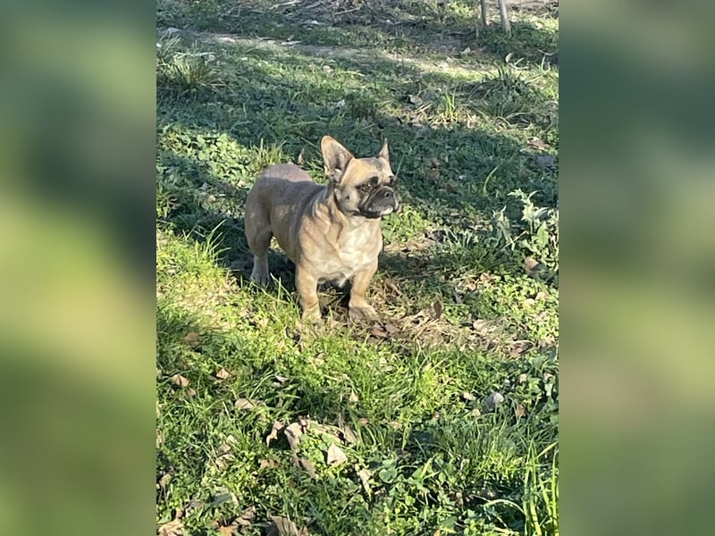 Elza. sensible Hundedame