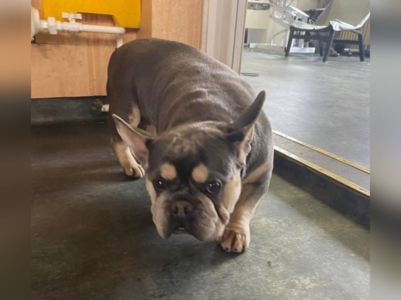 Beatrix sucht Bully Liebhaber