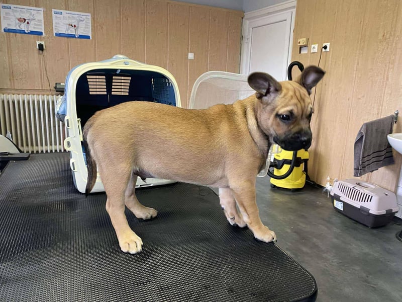 Devil, kleiner Bully Mix freut sich auf sein eigenes Körbchen