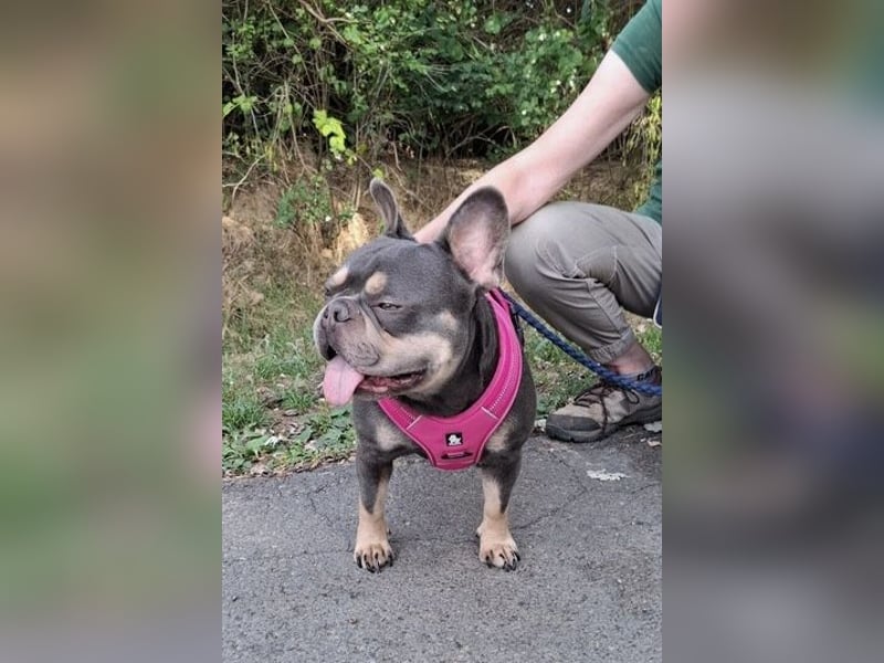 Todo, ein ganz feiner Bully