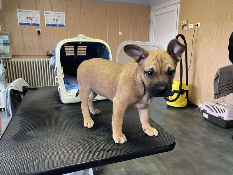 Devil, kleiner Bully Mix freut sich auf sein eigenes Körbchen