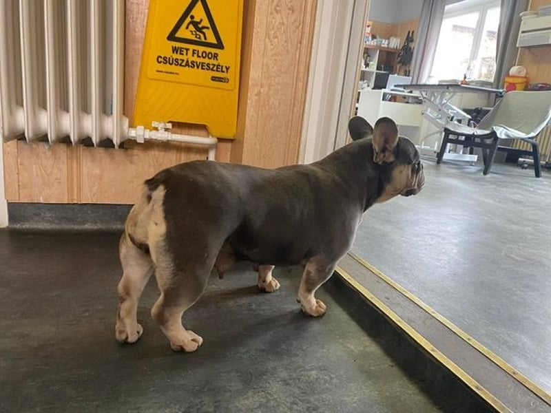 Beatrix sucht Bully Liebhaber