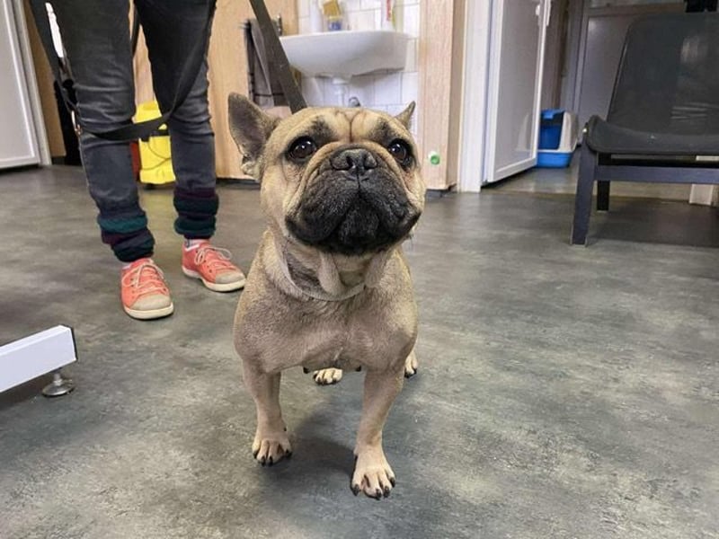 Frieda, kleine Kämpferin sucht Traumzuhause