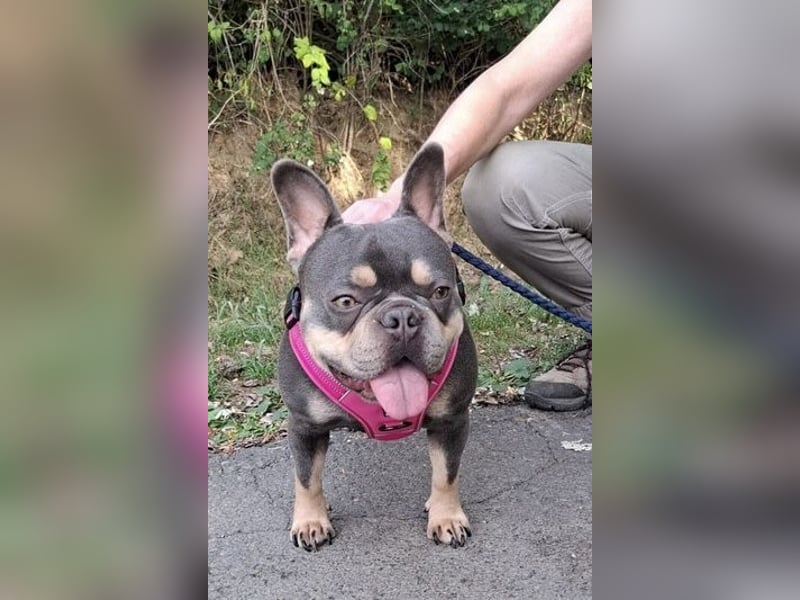 Todo, ein ganz feiner Bully