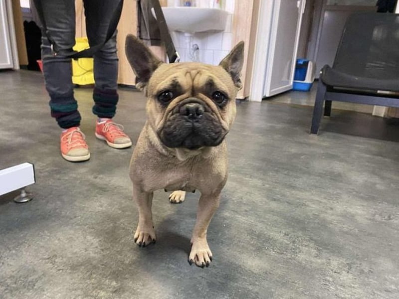 Frieda, kleine Kämpferin sucht Traumzuhause