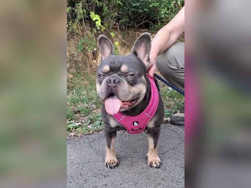 Todo, ein ganz feiner Bully