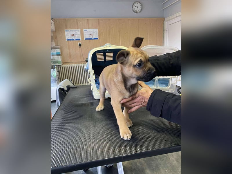 Devil, kleiner Bully Mix freut sich auf sein eigenes Körbchen