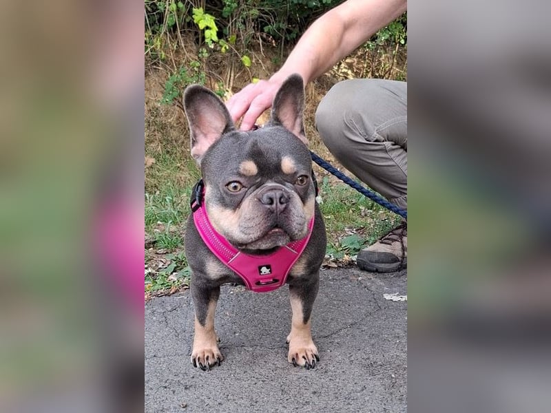 Todo, ein ganz feiner Bully