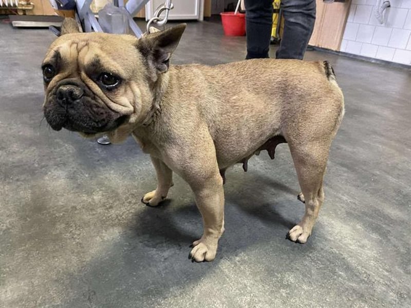 Frieda, kleine Kämpferin sucht Traumzuhause