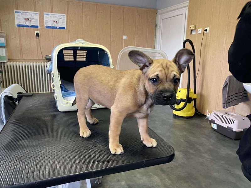 Devil, kleiner Bully Mix freut sich auf sein eigenes Körbchen