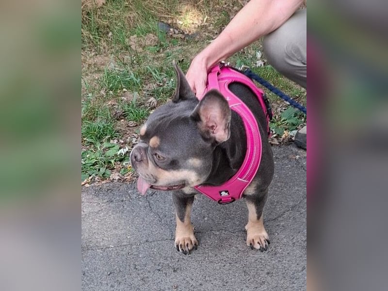 Todo, ein ganz feiner Bully