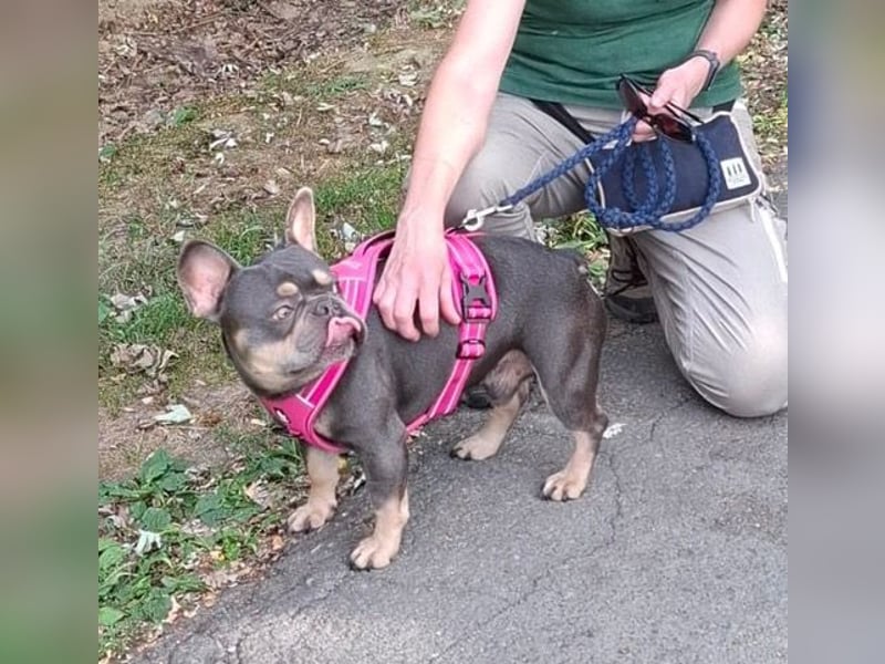 Todo, ein ganz feiner Bully