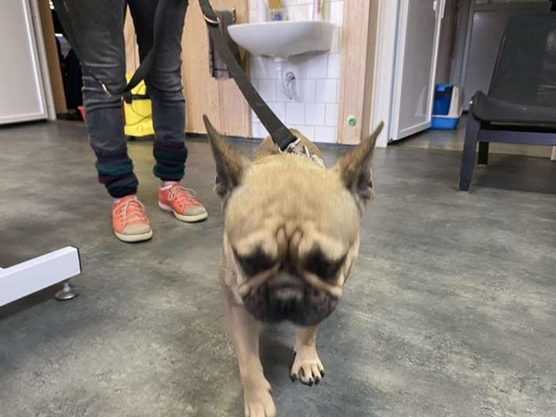 Frieda, kleine Kämpferin sucht Traumzuhause