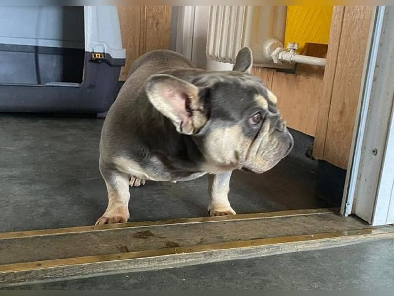 Beatrix sucht Bully Liebhaber