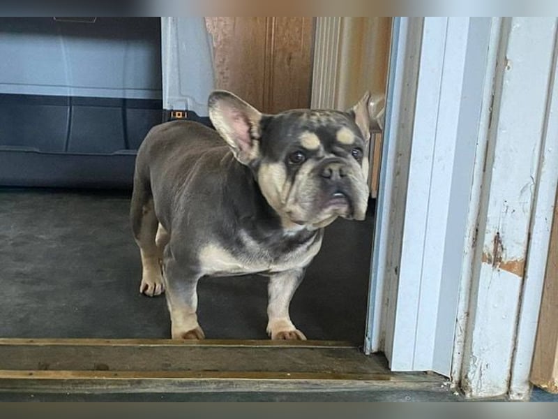 Beatrix sucht Bully Liebhaber