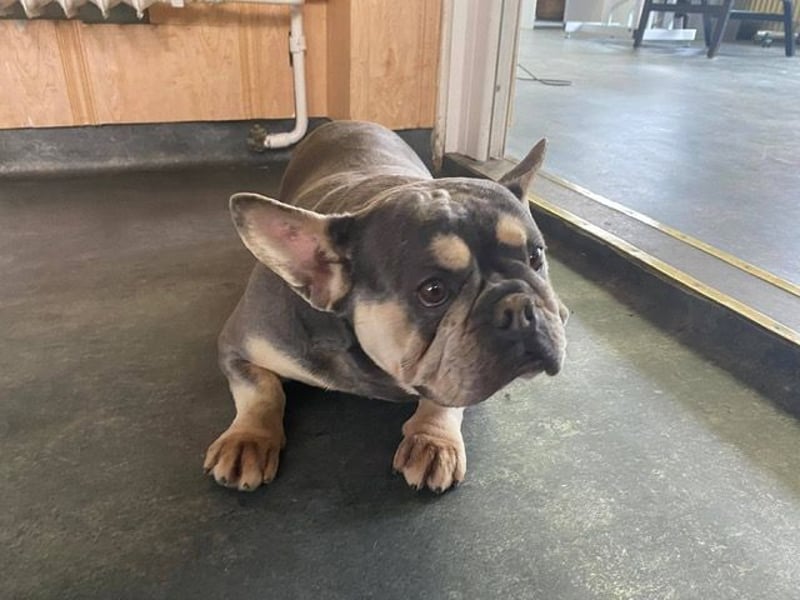 Beatrix sucht Bully Liebhaber