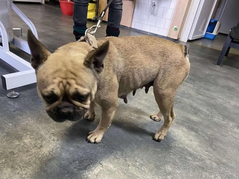 Frieda, kleine Kämpferin sucht Traumzuhause