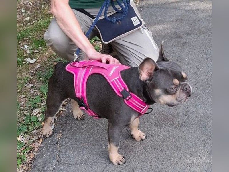 Todo, ein ganz feiner Bully