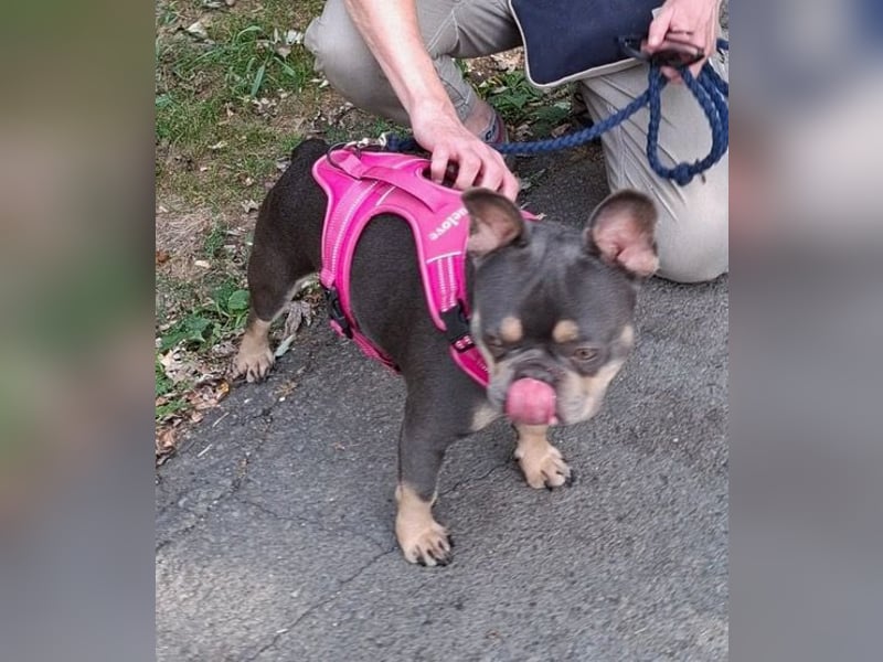 Todo, ein ganz feiner Bully