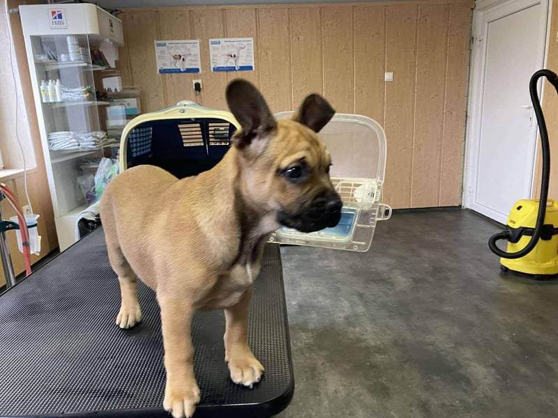 Devil, kleiner Bully Mix freut sich auf sein eigenes Körbchen