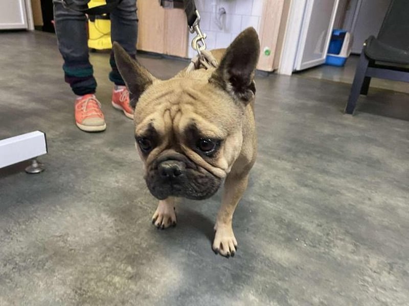 Frieda, kleine Kämpferin sucht Traumzuhause