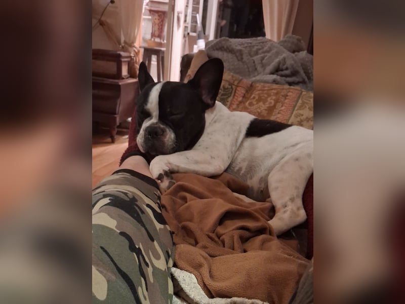 BOXI ❤️ SEHR EILIG! ***Vermittlungshilfe***  sucht Zuhause oder Pflegestelle