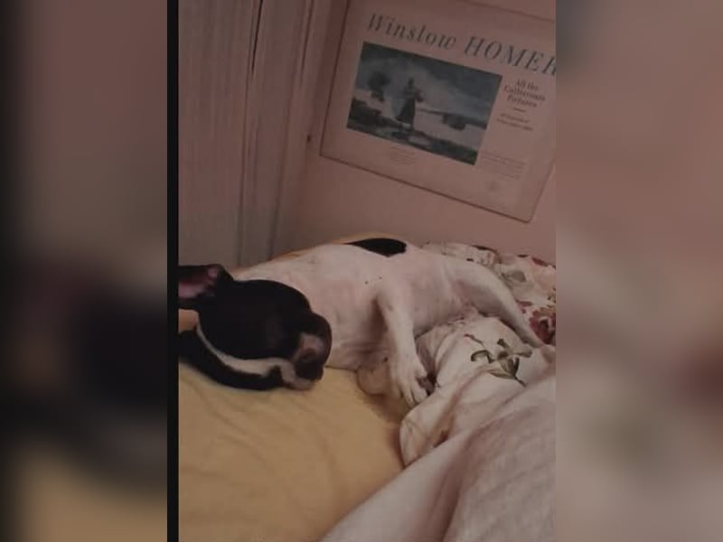 BOXI ❤️ SEHR EILIG! ***Vermittlungshilfe***  sucht Zuhause oder Pflegestelle