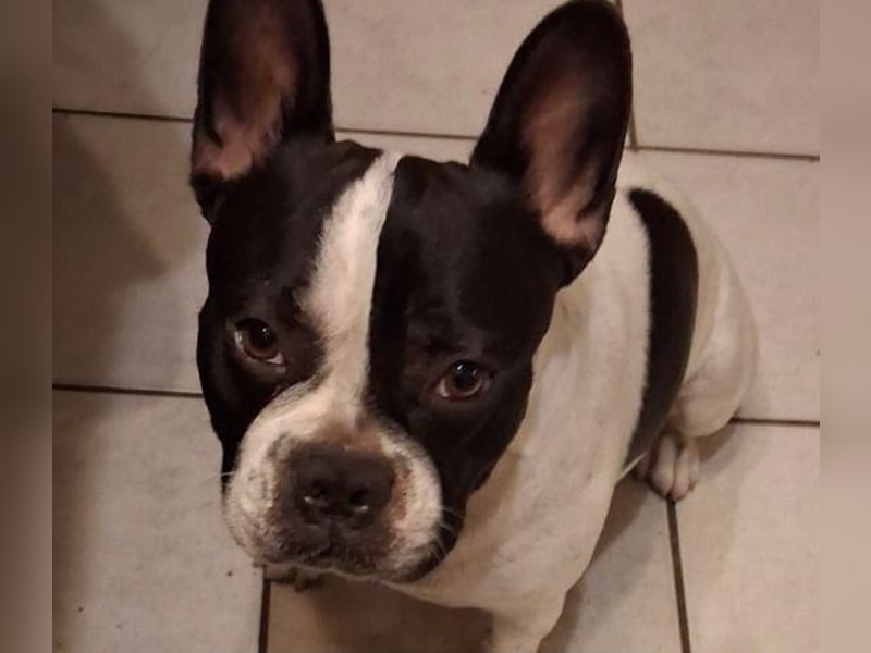 BOXI ❤️ SEHR EILIG! ***Vermittlungshilfe***  sucht Zuhause oder Pflegestelle