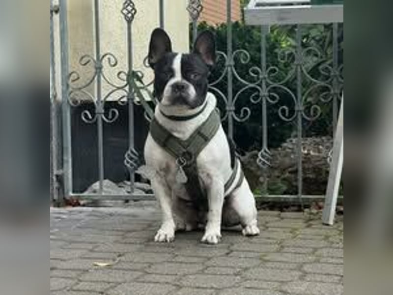 BOXI ❤️ SEHR EILIG! ***Vermittlungshilfe***  sucht Zuhause oder Pflegestelle