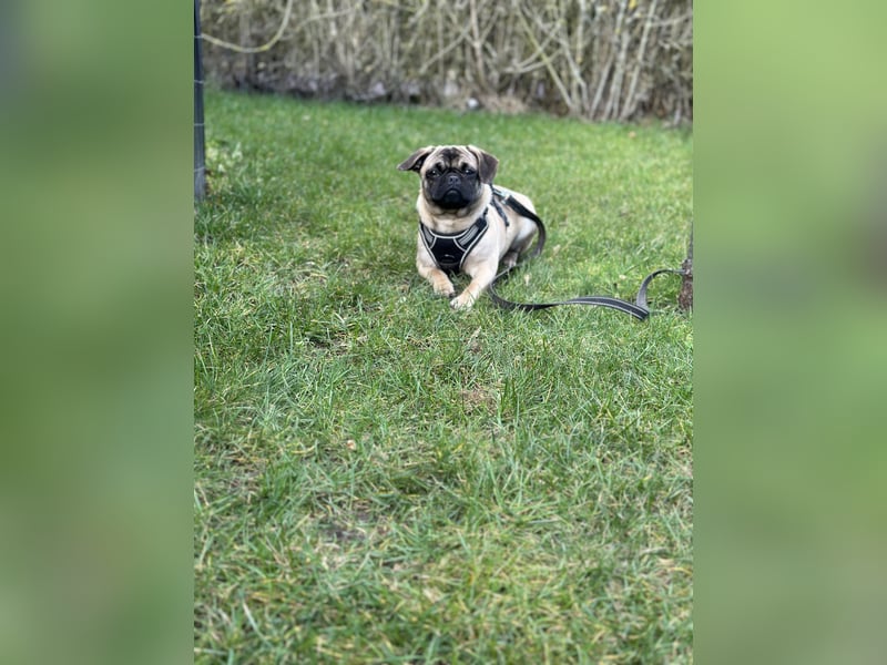 Cleo sucht ihr passendes Zuhause