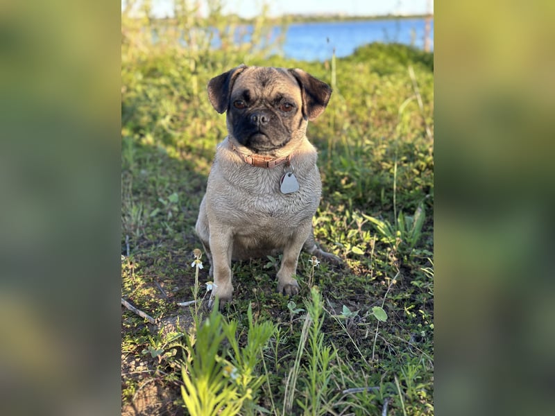 Cleo sucht ihr passendes Zuhause